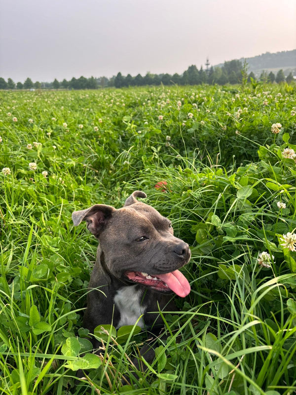 Seya the staffy